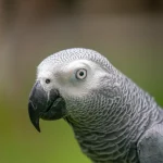 DSC08011
